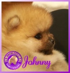 Dochlaggie Pomeranian puppy