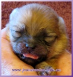 Dochlaggie Pomeranian puppy