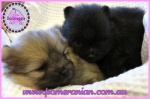 Dochlaggie Pomeranian puppy