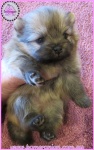 Dochlaggie Pomeranian puppy