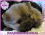 Dochlaggie Pomeranian puppy
