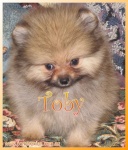 Dochlaggie Pomeranian puppy