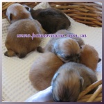 Dochlaggie Pomeranian puppies