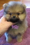 Dochlaggie Pomeranian puppy