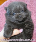 Dochlaggie Pomeranian puppy
