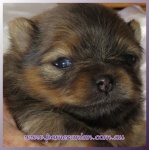 Dochlaggie Pomeranian puppy