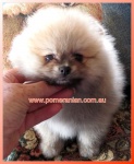 Dochlaggie Pomeranian puppy