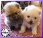Dochlaggie Pomeranian puppy