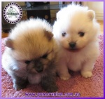 Dochlaggie Pomeranian puppy
