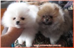 Dochlaggie Pomeranian puppy