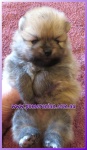 Dochlaggie Pomeranian puppy