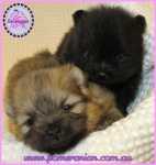 Dochlaggie Pomeranian puppy