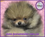 Dochlaggie Pomeranian puppy