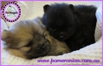 Dochlaggie Pomeranian puppy