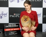 Australian Supreme Champion & Canadian Champion Shallany’s Rebel With a Cause ( imported Canada ). 