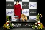 Australian Supreme Champion & Canadian Champion Shallany’s Rebel With a Cause ( imported Canada ) at Sydney Royal.