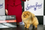Australian Supreme Champion & Canadian Champion Shallany’s Rebel With a Cause ( imported Canada ) at Sydney Royal.