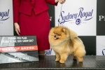 Australian Supreme Champion & Canadian Champion Shallany’s Rebel With a Cause ( imported Canada ) at Sydney Royal.