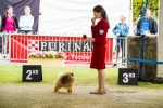 Australian Supreme Champion & Canadian Champion Shallany’s Rebel With a Cause ( imported Canada ) at Sydney Royal.
