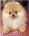 Dochlaggie Dwalin The Hobbit