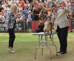 Australian Supreme Champion & Canadian Champion Shallany’s Rebel With a Cause ( imported Canada ) at Sydney Royal.