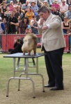 Australian Supreme Champion & Canadian Champion Shallany’s Rebel With a Cause ( imported Canada ) at Sydney Royal.