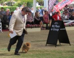 Australian Supreme Champion & Canadian Champion Shallany’s Rebel With a Cause ( imported Canada ) at Sydney Royal.