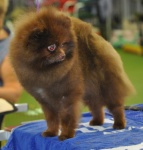 Dochlaggie Dark Chocolate