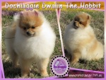 Dochlaggie Dwalin The Hobbit