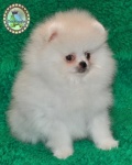 white Dochlaggie Pomeranian puppy