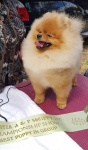 Dochlaggie Dont Stop Believing winning Best Puppy in Group at his first show outing.